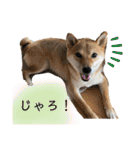 きいとゆめの日常（個別スタンプ：20）