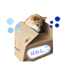 きいとゆめの日常（個別スタンプ：36）