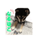 表情豊かなベルちゃん（個別スタンプ：5）