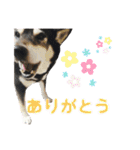 表情豊かなベルちゃん（個別スタンプ：12）