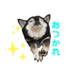 表情豊かなベルちゃん（個別スタンプ：13）