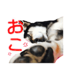 表情豊かなベルちゃん（個別スタンプ：15）