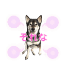 表情豊かなベルちゃん（個別スタンプ：20）