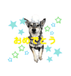 表情豊かなベルちゃん（個別スタンプ：21）