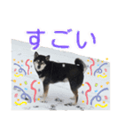 表情豊かなベルちゃん（個別スタンプ：22）