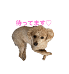 ぷー太 2（個別スタンプ：12）