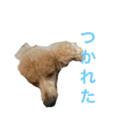 ぷー太 2（個別スタンプ：15）