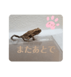 カエルが苦手な人ダメだよ❌（個別スタンプ：1）
