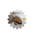 カエルが苦手な人ダメだよ❌（個別スタンプ：3）