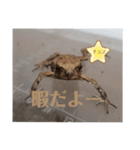 カエルが苦手な人ダメだよ❌（個別スタンプ：4）