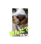 あれこれマルコ（個別スタンプ：1）
