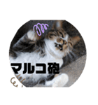 あれこれマルコ（個別スタンプ：3）