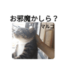 あれこれマルコ（個別スタンプ：7）