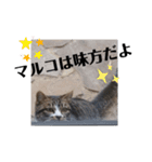 あれこれマルコ（個別スタンプ：8）