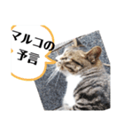 あれこれマルコ（個別スタンプ：9）