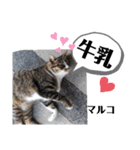 あれこれマルコ（個別スタンプ：10）