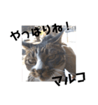 あれこれマルコ（個別スタンプ：11）