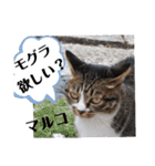 あれこれマルコ（個別スタンプ：13）