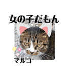 あれこれマルコ（個別スタンプ：15）