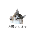 三毛猫みおん2（個別スタンプ：1）