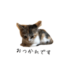 三毛猫みおん2（個別スタンプ：4）