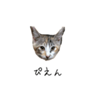 三毛猫みおん2（個別スタンプ：5）
