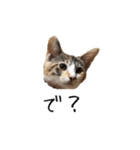 三毛猫みおん2（個別スタンプ：8）