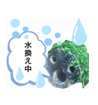 moti_aquariumのスタンプ（個別スタンプ：17）