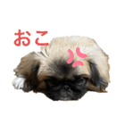 まんじゅうちゃんスタンプ（個別スタンプ：7）