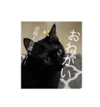 長女 にぼし（個別スタンプ：6）