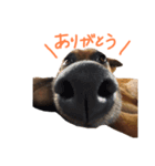 紅だぉPart3（個別スタンプ：2）