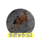 紅だぉPart3（個別スタンプ：5）