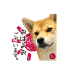 毎日つかえる 柴犬の七①（個別スタンプ：1）