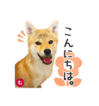 毎日つかえる 柴犬の七①（個別スタンプ：2）