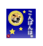 毎日つかえる 柴犬の七①（個別スタンプ：3）
