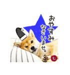 毎日つかえる 柴犬の七①（個別スタンプ：4）