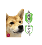 毎日つかえる 柴犬の七①（個別スタンプ：5）