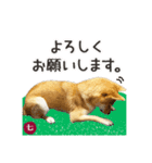 毎日つかえる 柴犬の七①（個別スタンプ：7）