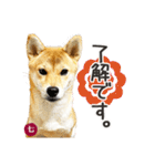毎日つかえる 柴犬の七①（個別スタンプ：8）
