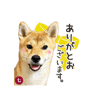 毎日つかえる 柴犬の七①（個別スタンプ：9）