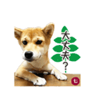 毎日つかえる 柴犬の七①（個別スタンプ：10）