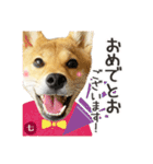 毎日つかえる 柴犬の七①（個別スタンプ：12）