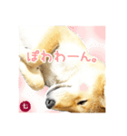 毎日つかえる 柴犬の七①（個別スタンプ：13）