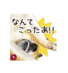 毎日つかえる 柴犬の七①（個別スタンプ：14）