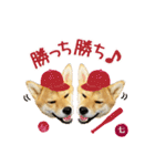 毎日つかえる 柴犬の七①（個別スタンプ：15）