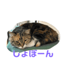 ろんじスタンプ2020（個別スタンプ：11）