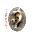 ろんじスタンプ2020（個別スタンプ：17）