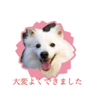 ピートくんスタンプ第1弾（個別スタンプ：3）