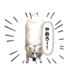 ピートくんスタンプ第1弾（個別スタンプ：5）