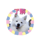 ピートくんスタンプ第1弾（個別スタンプ：6）
